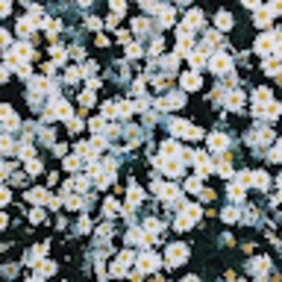 Meet your Posher, Em - Picture 1 of 1